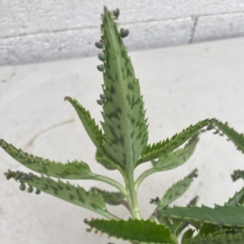 Preview: Kalanchoe daigremontiana 3